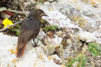 Phoenicurus ochruros